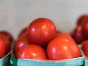 Fresh Tomatoes